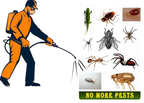 Pest Prevention: Simple Steps to Keep Your Home Bug-Free post thumbnail image