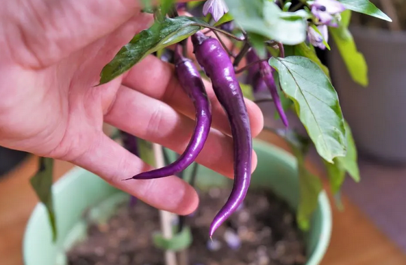Preserving the Heat: Making Purple Cayenne Pepper Powder post thumbnail image
