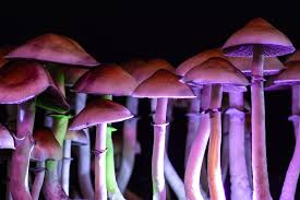 DC Shrooms: The Fungi of Enlightenment post thumbnail image