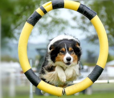 Insider Insights: Spirit Dog Training Reviews Explored post thumbnail image