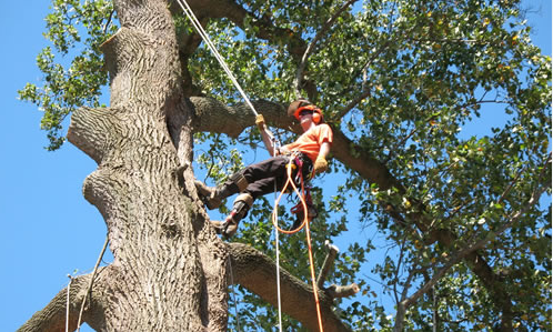 Emergency Tree Service: Richmond’s Swift Response post thumbnail image