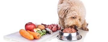 Exploring Raw Dog Food Companies: Selecting Trusted Suppliers post thumbnail image