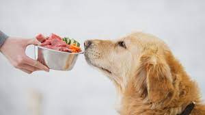 Raw Dog Food Choices: Choosing Top quality Substances post thumbnail image
