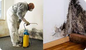 The Ultimate Guide to Mold Removal Leads: Strategies and Tactics post thumbnail image